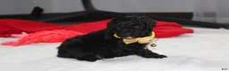 Yorkiepoo dogs for sale: Rocky - Ad 12