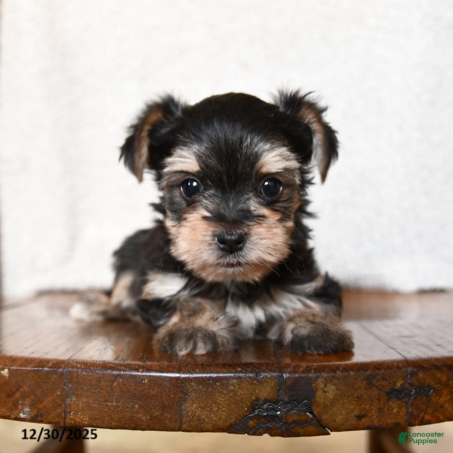 Morkie dogs Tiny - Ad 1