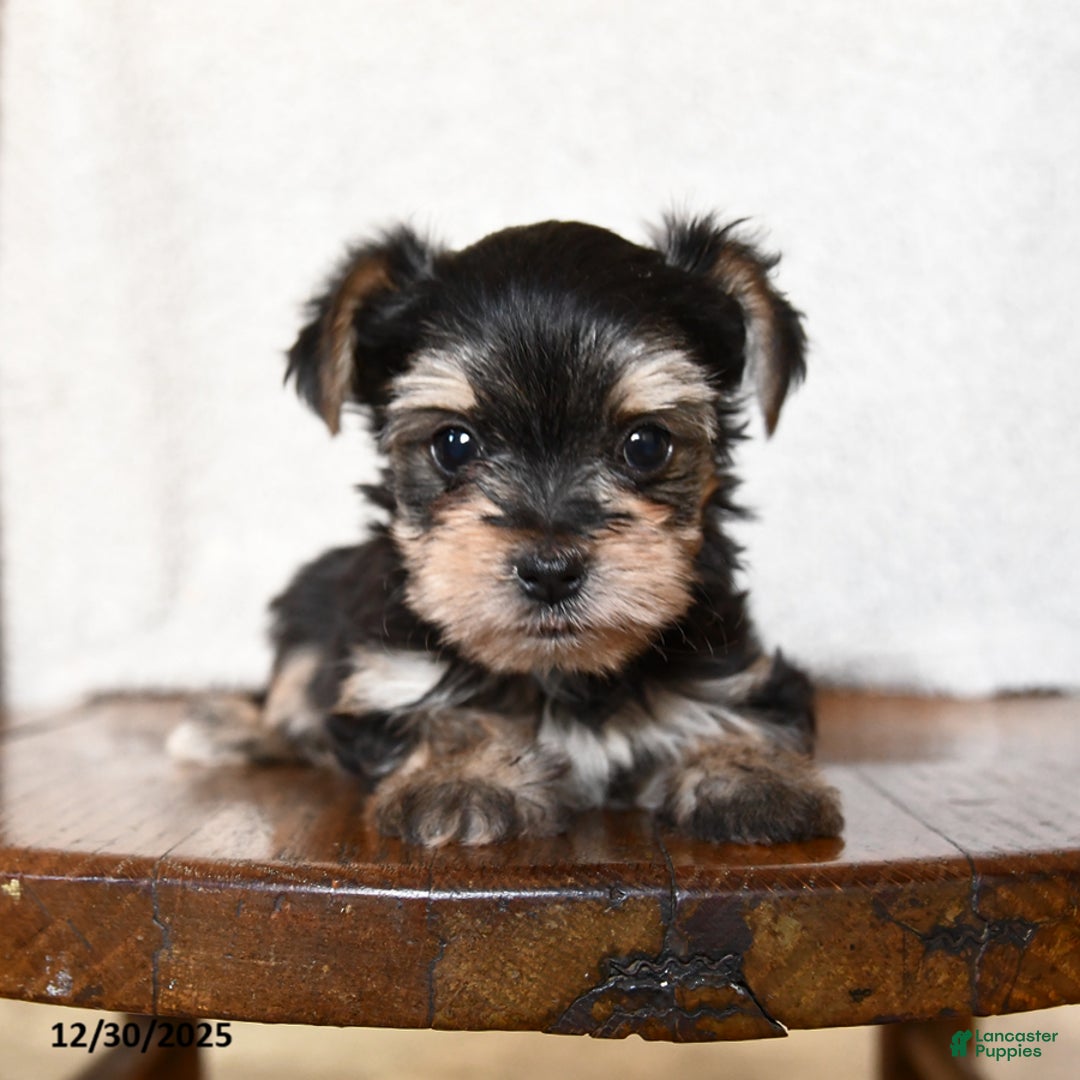 Morkie dogs for sale: Tiny - Ad 1