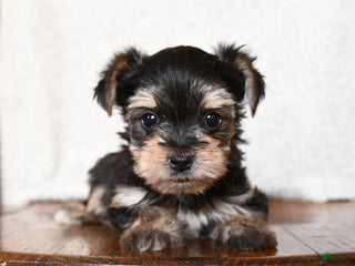 Morkie dogs Tiny - Ad 1