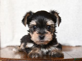 Morkie dogs Tiny - Ad 11