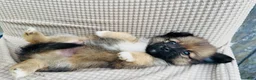Mixed Breed dogs for sale: Mixed Breed 5 - Ad 2