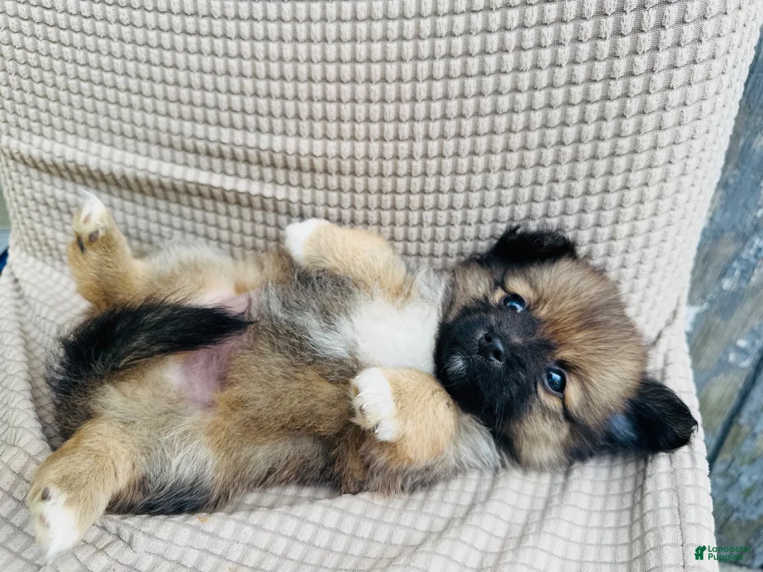 Mixed Breed dogs for sale: Mixed Breed 5 - Ad 2