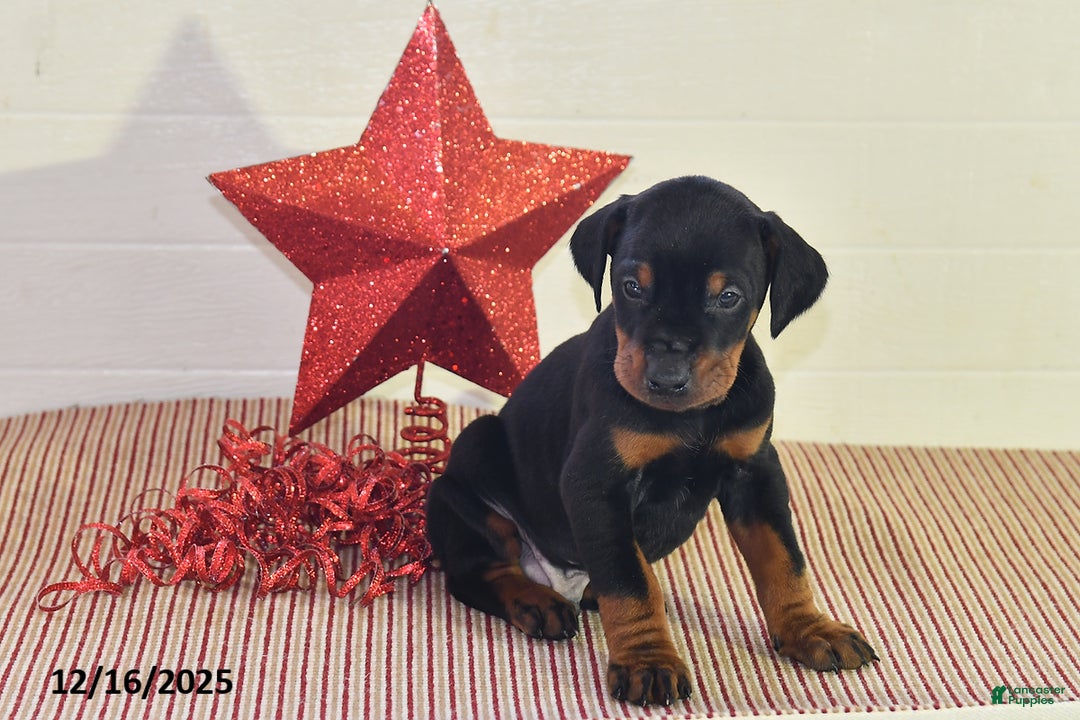 Doberman Pinscher dogs for sale: Jackson - Ad 2