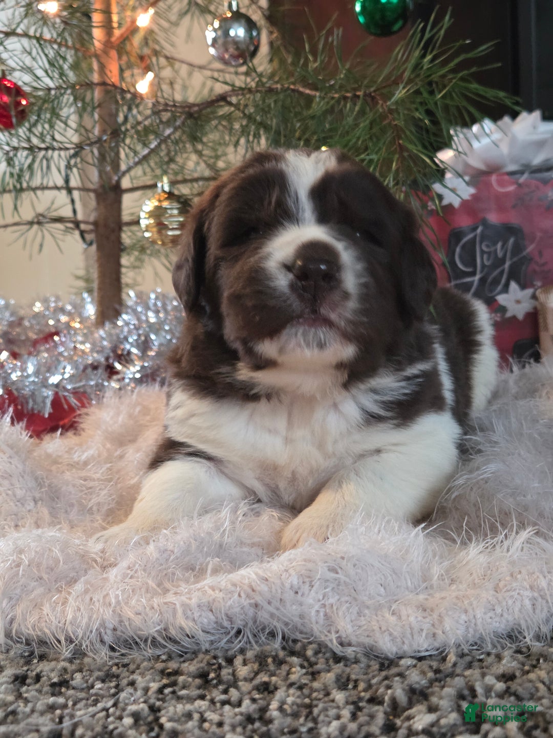 Newfoundland dogs for sale: Frosty  - Ad 2