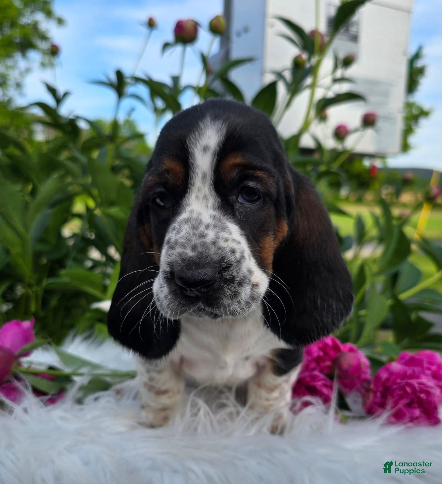 Basset Hound dogs for sale: Bettie - Ad 5