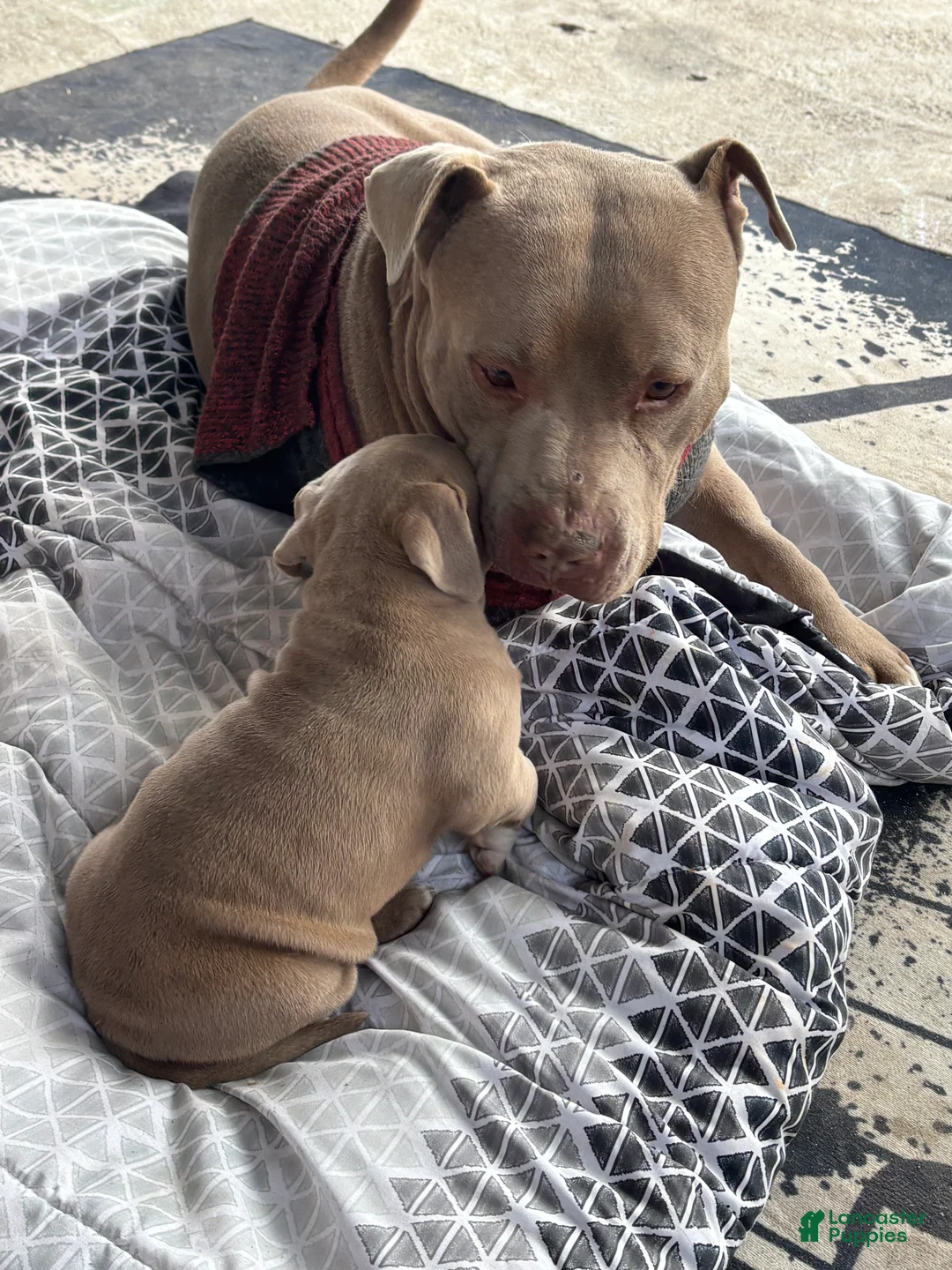 American Pit Bull Terrier dogs for sale: American Pit Bull Terrier Puppy 1 - Ad 4