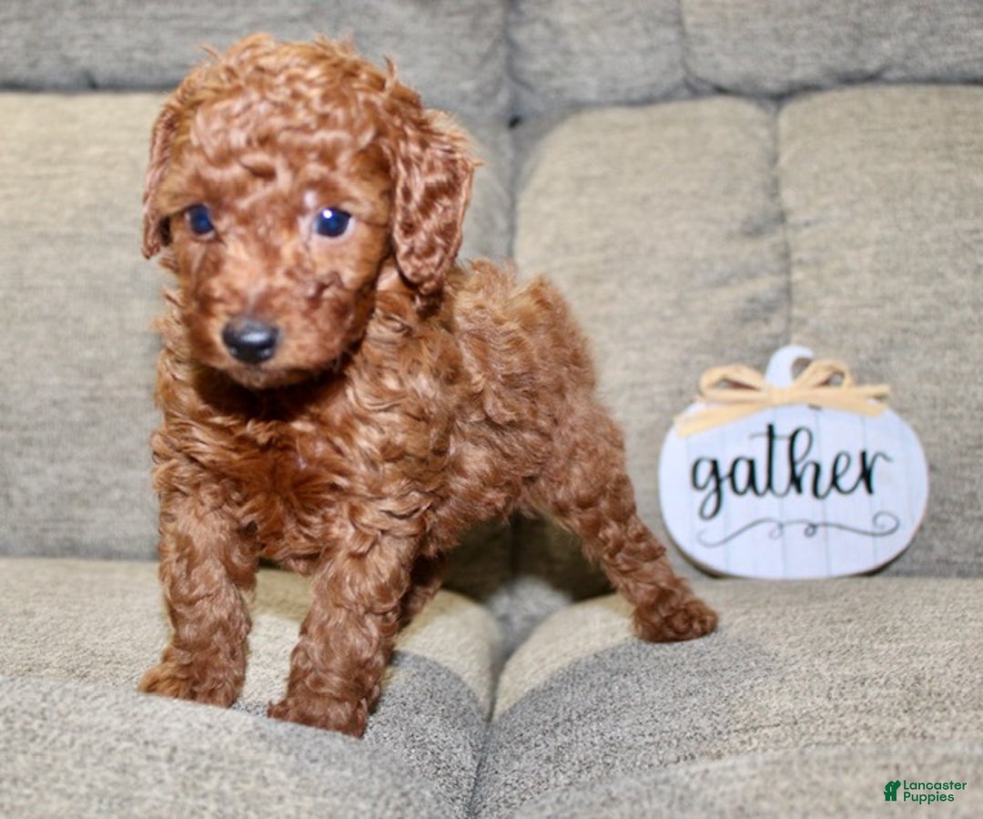 Miniature Poodle dogs for sale: Champ - Ad 19