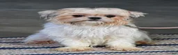 Shih Tzu dogs for sale: Trevor - Ad 8
