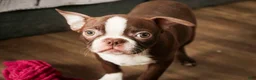 Boston Terrier dogs for sale: Katie - Ad 5