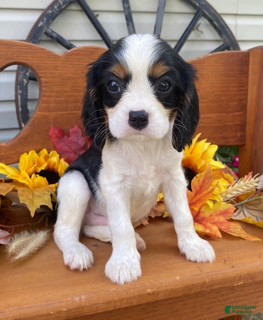 Cavalier King Charles Spaniel dogs Herbie- black tri - Ad 1