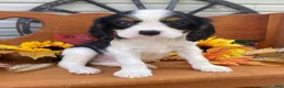 Cavalier King Charles Spaniel dogs for sale: Herbie- black tri - Ad 1