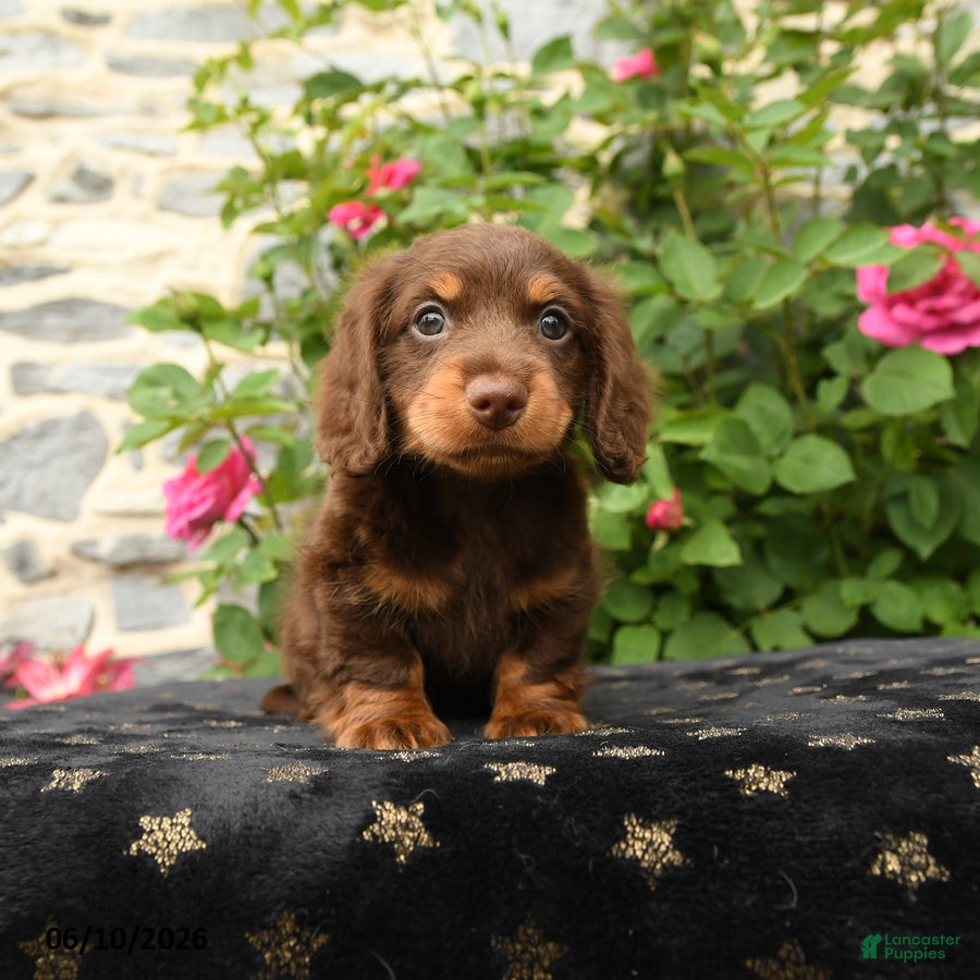 Miniature Dachshund dogs for sale: Timber - Ad 4