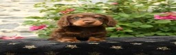 Miniature Dachshund dogs for sale: Timber - Ad 1