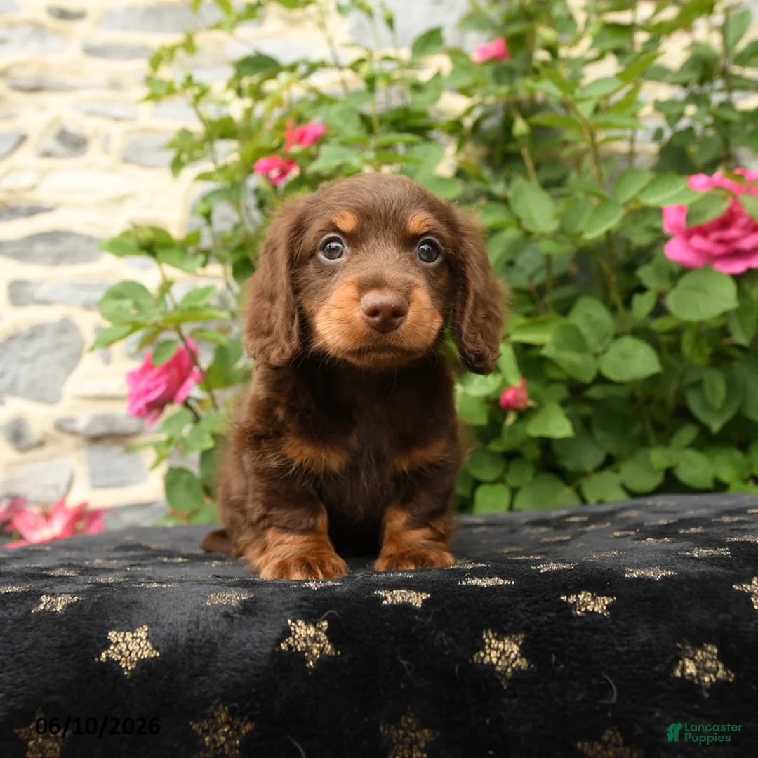 Miniature Dachshund dogs for sale: Timber - Ad 1