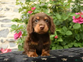 Miniature Dachshund dogs for sale: Timber - Ad 4