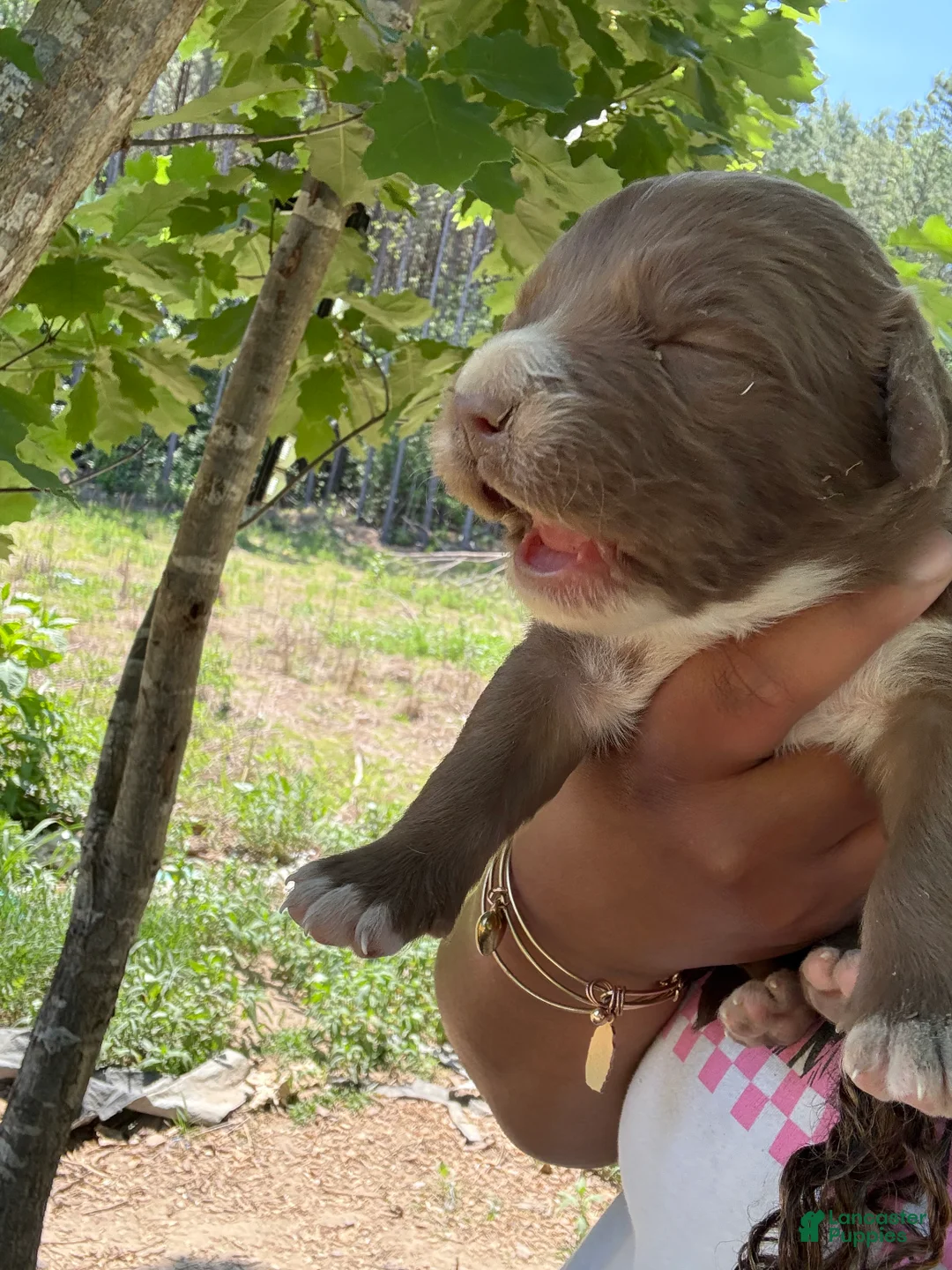 American Pit Bull Terrier dogs for sale: American Pit Bull Terrier Puppy 1 - Ad 2
