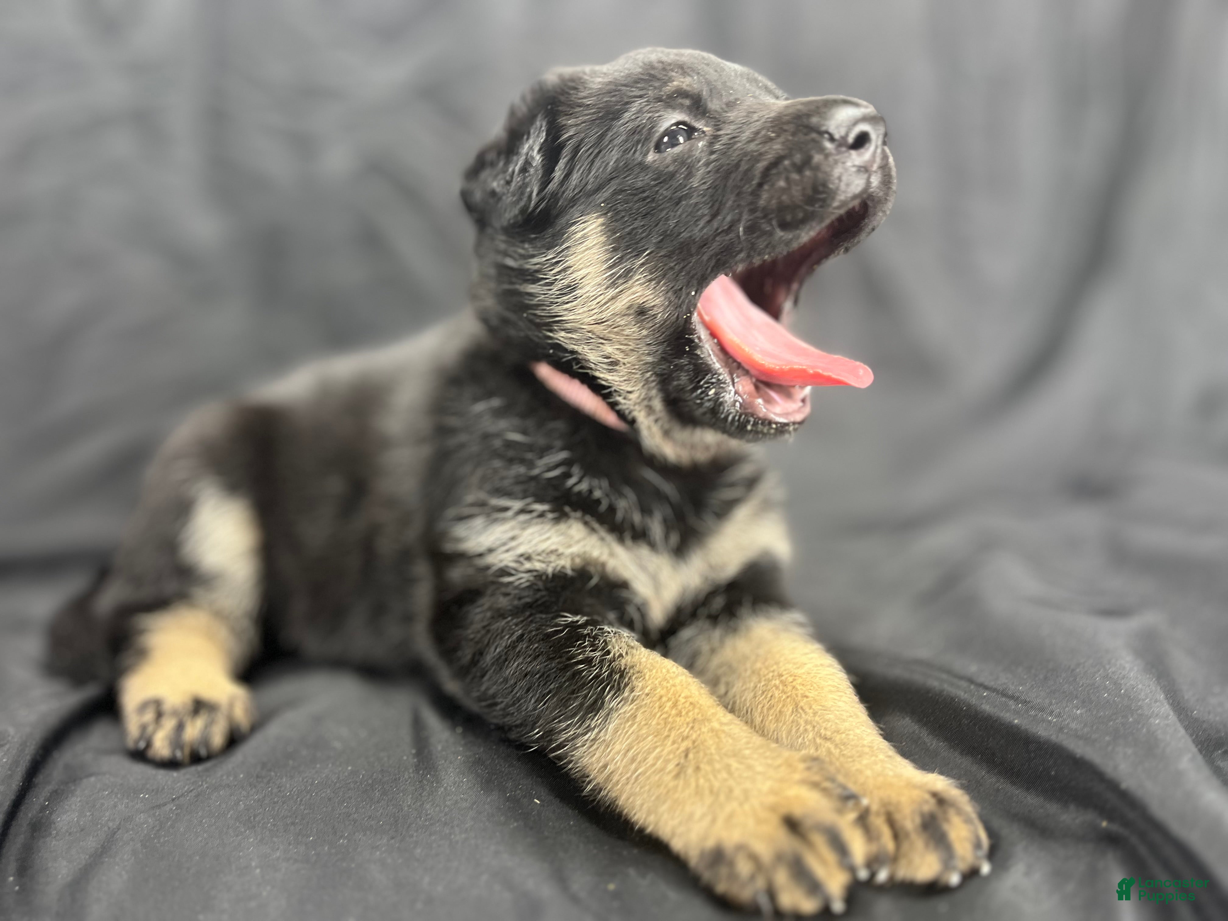 German Shepherd dogs Lucy - Ad 2