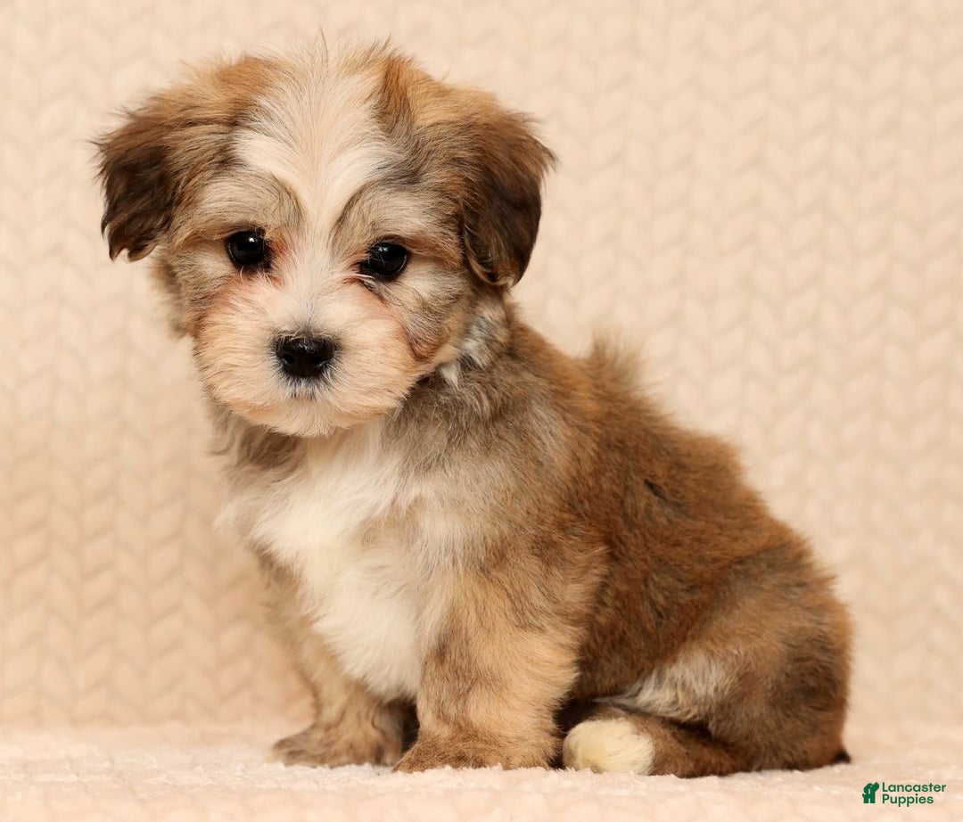 Yochon dogs for sale: Ollie - Ad 2