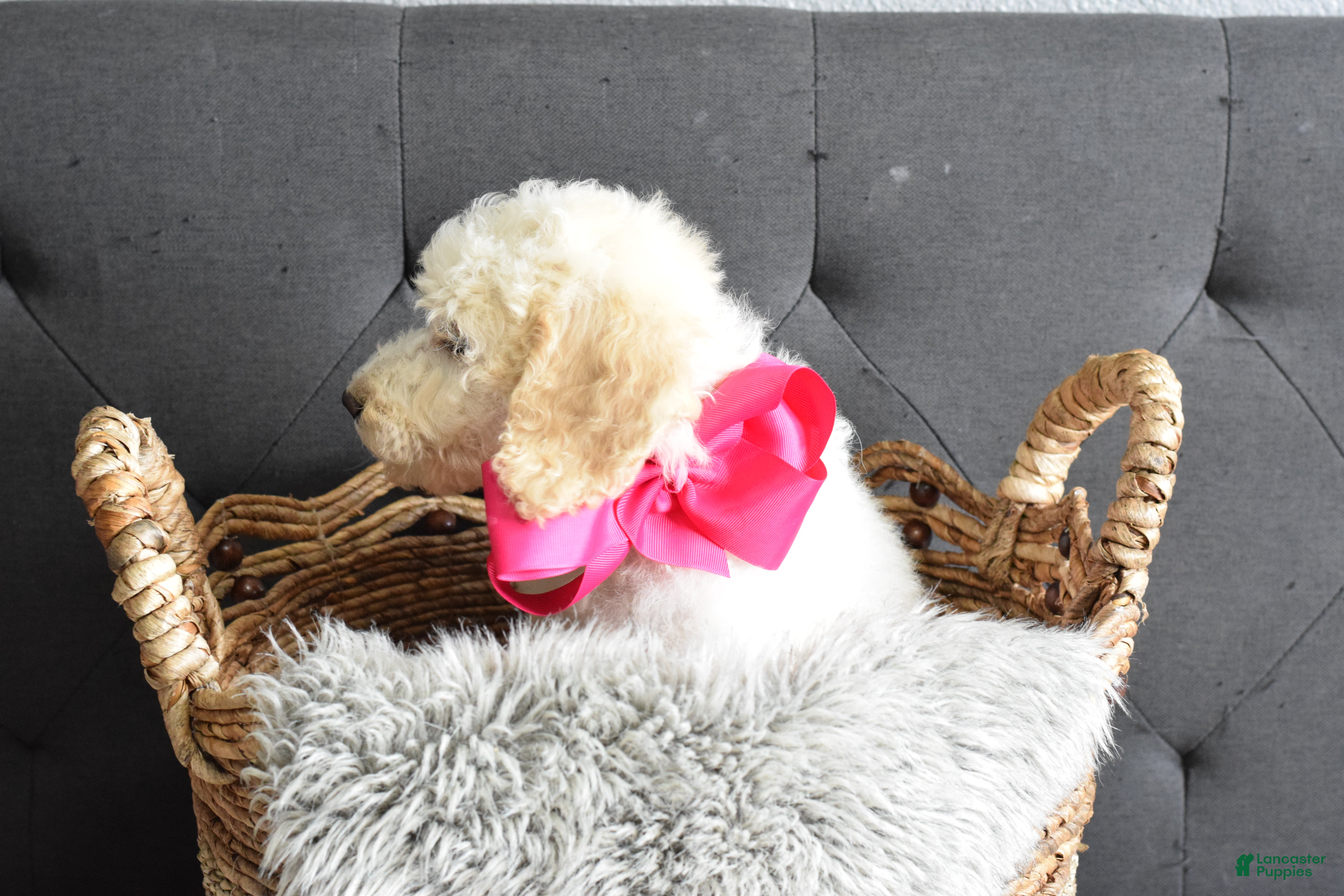 Goldendoodle dogs Goldendoodle Puppy 3 - Ad 2