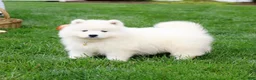 Samoyed dogs for sale: Ava - Ad 9