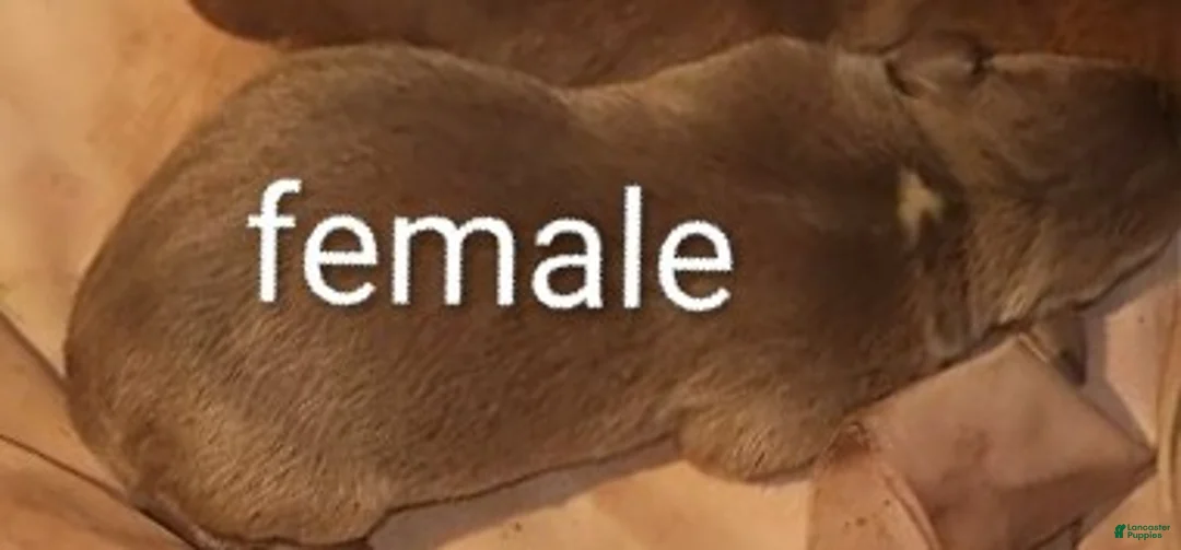 Mixed Breed dogs for sale: Mixed Breed Puppy 4 - Ad 1