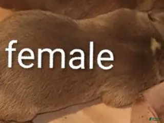 Mixed Breed dogs Mixed Breed Puppy 4 - Ad 28