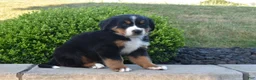Bernese Mountain Dog dogs for sale: Toby - Ad 4