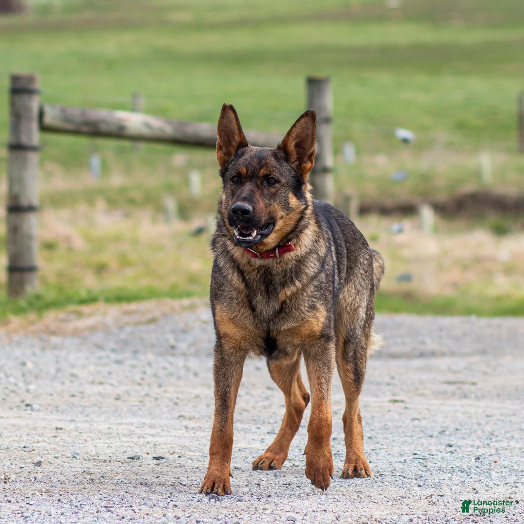 German Shepherd dogs for sale: Sebastian German Shepherd Puppy  - Ad 9