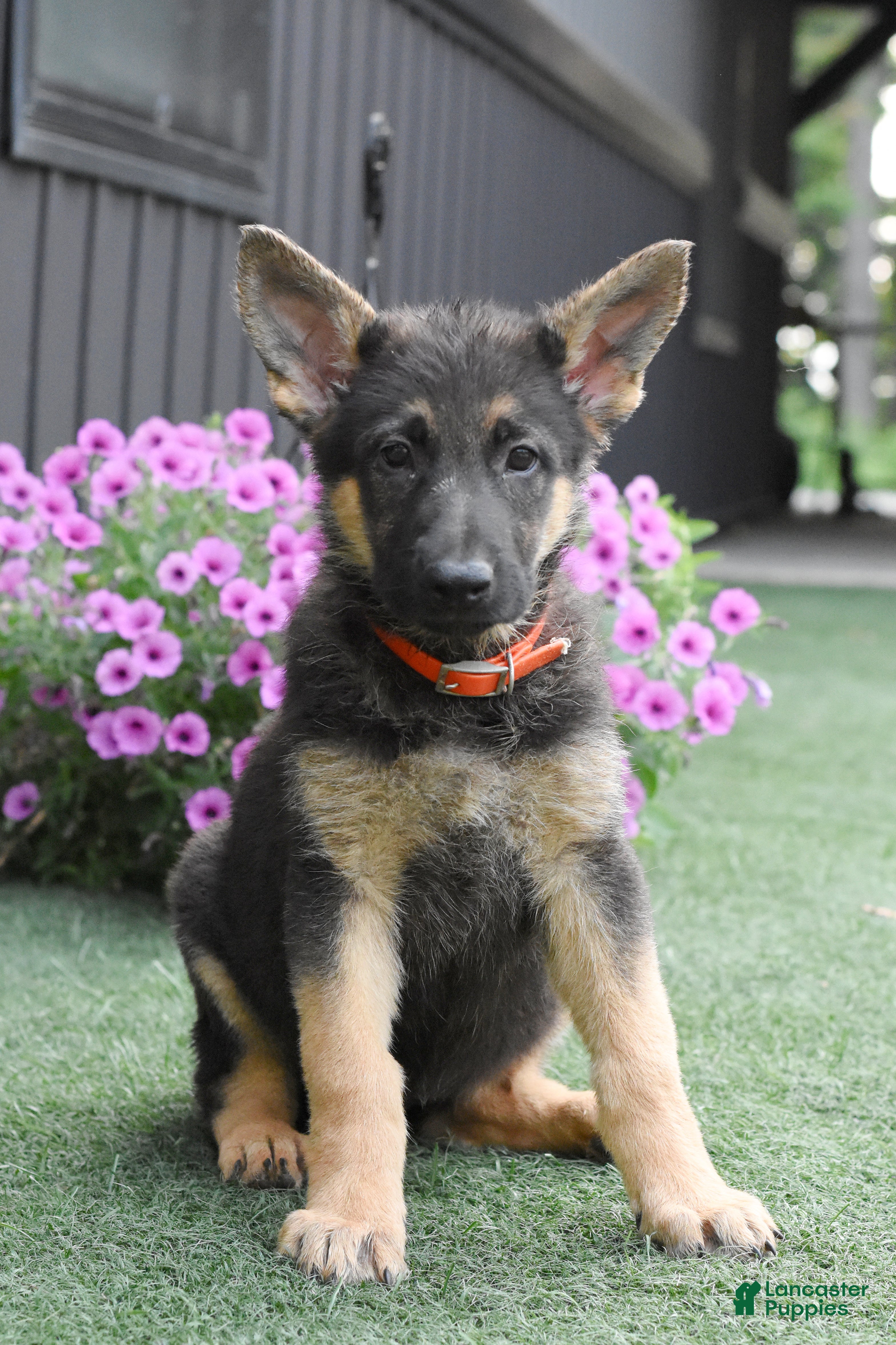 German Shepherd dogs Amanda - Ad 2