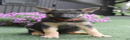 German Shepherd dogs for sale: Amanda - Ad 2