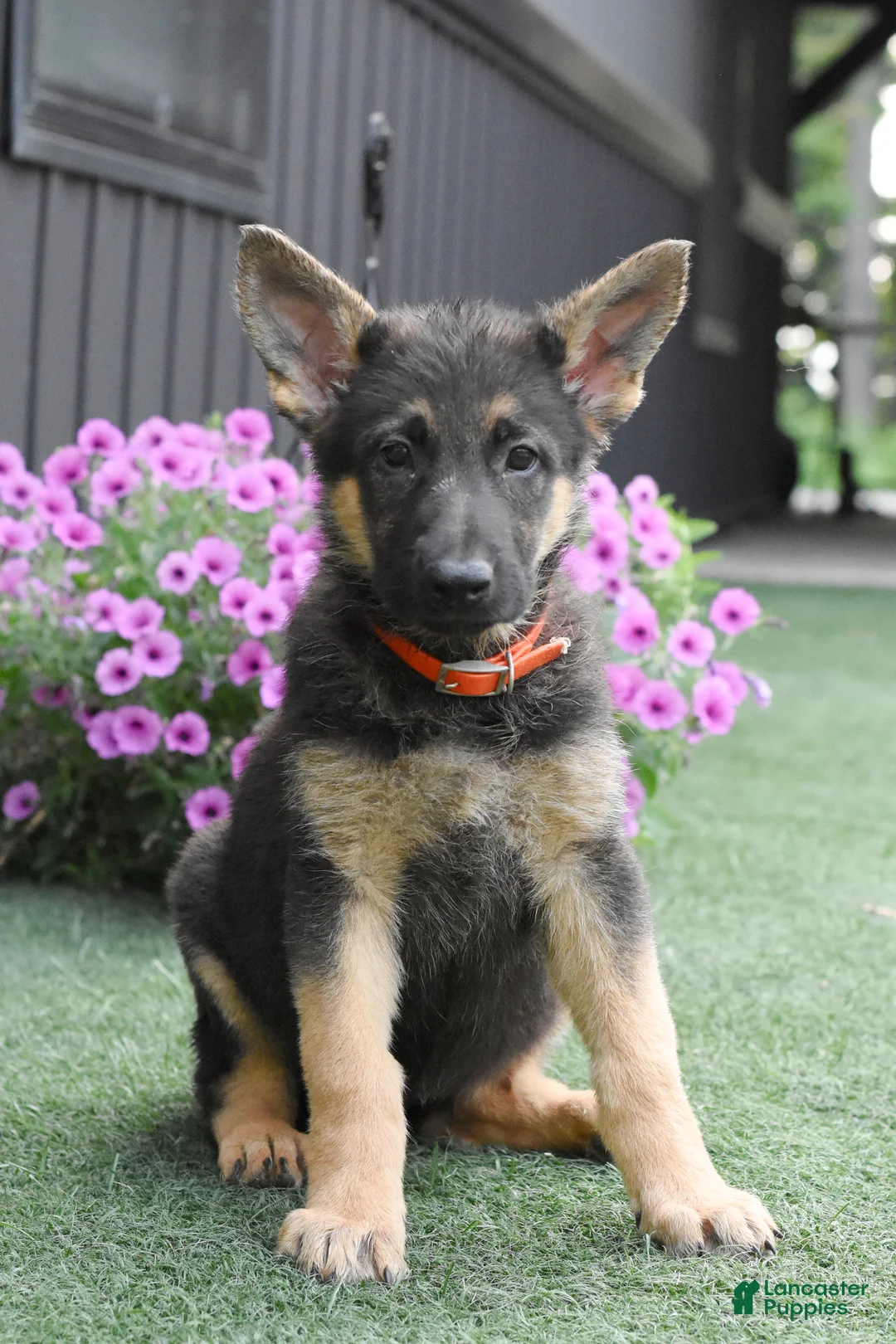 German Shepherd dogs for sale: Amanda - Ad 2