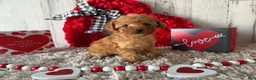 Toy Poodle dogs for sale: Uzay - Ad 1