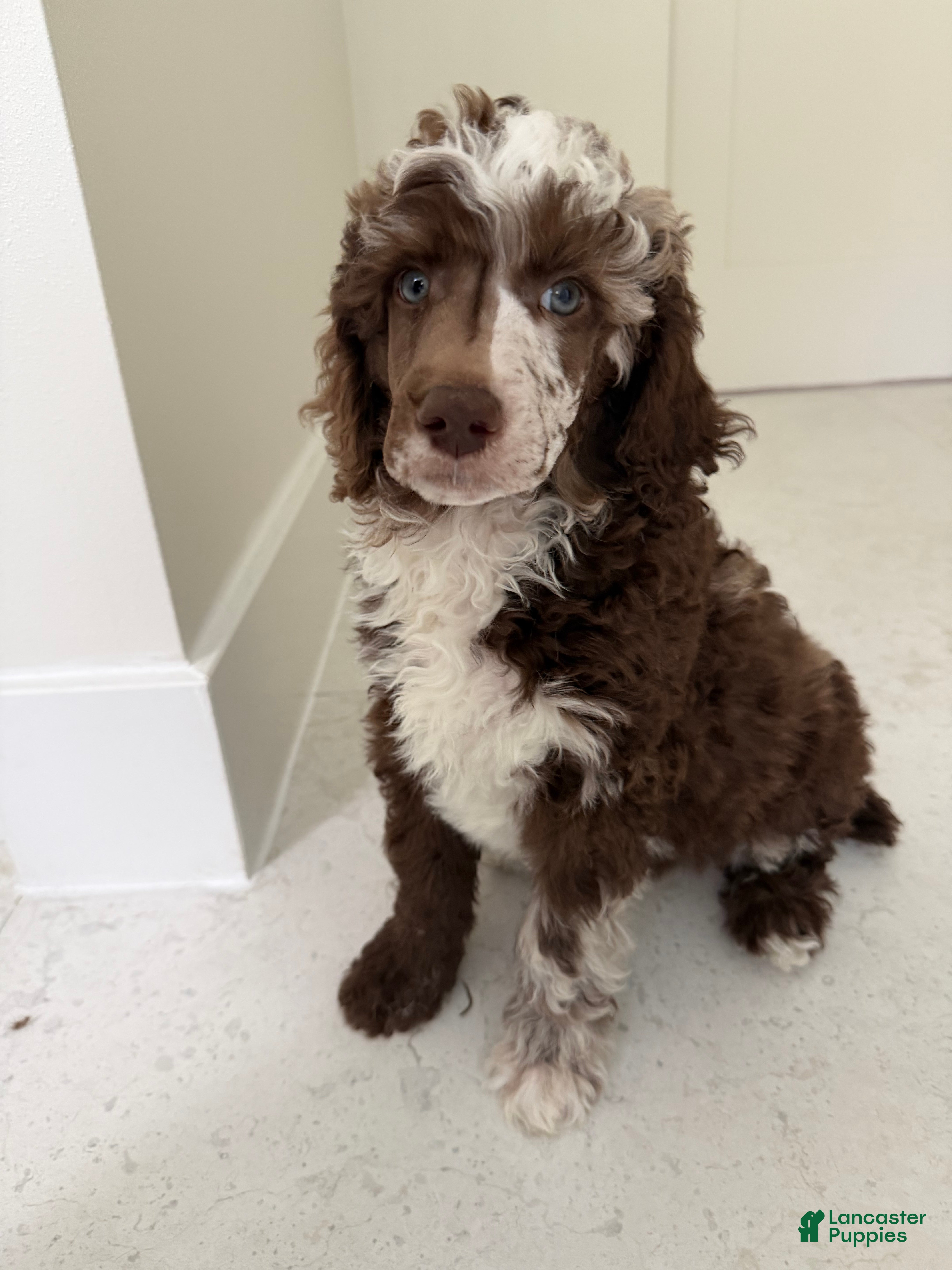 Miniature Poodle dogs Finch  - Ad 1