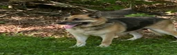 German Shepherd dogs for sale: German Shepherd 1 - Ad 7