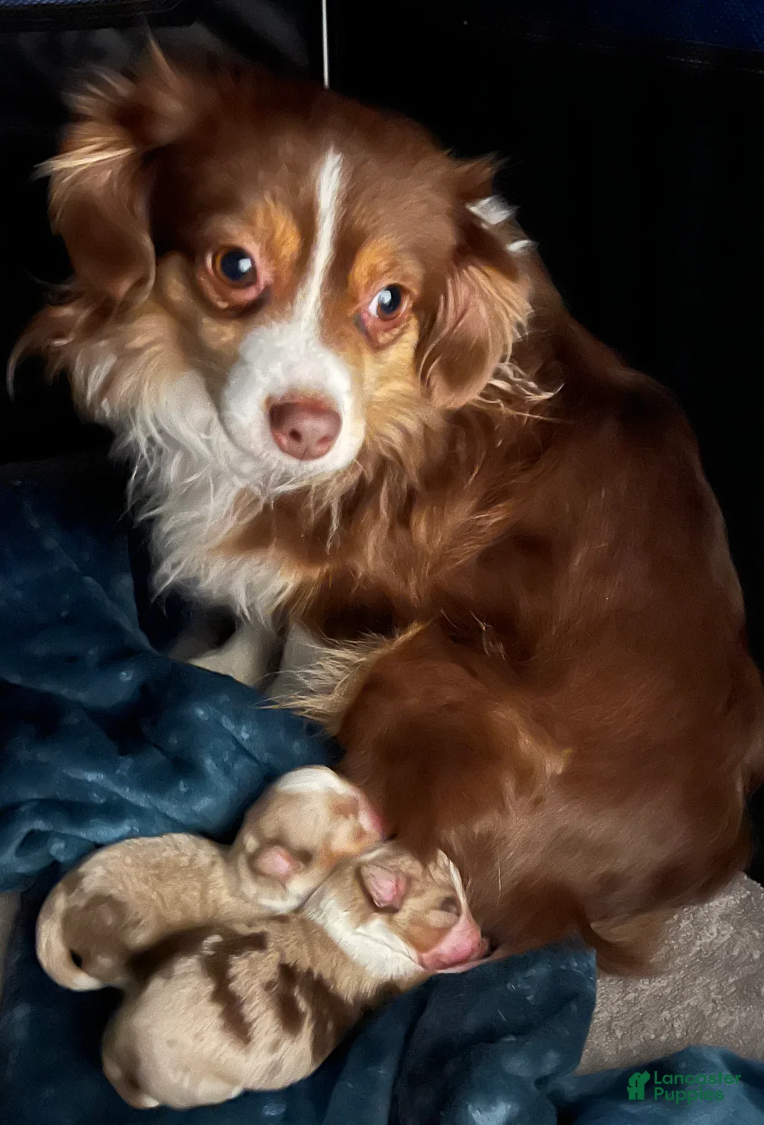 Toy Australian Shepherd dogs for sale: Toy Australian Shepherd Minnie Mouse - Ad 8