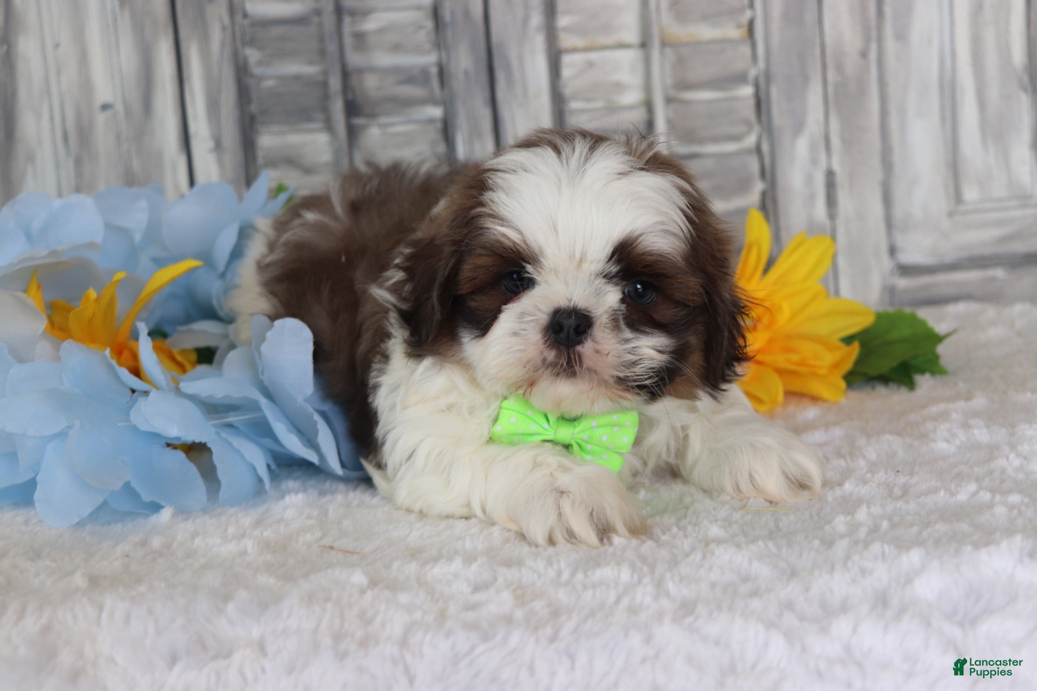 Shih Tzu dogs Jesse  - Ad 2