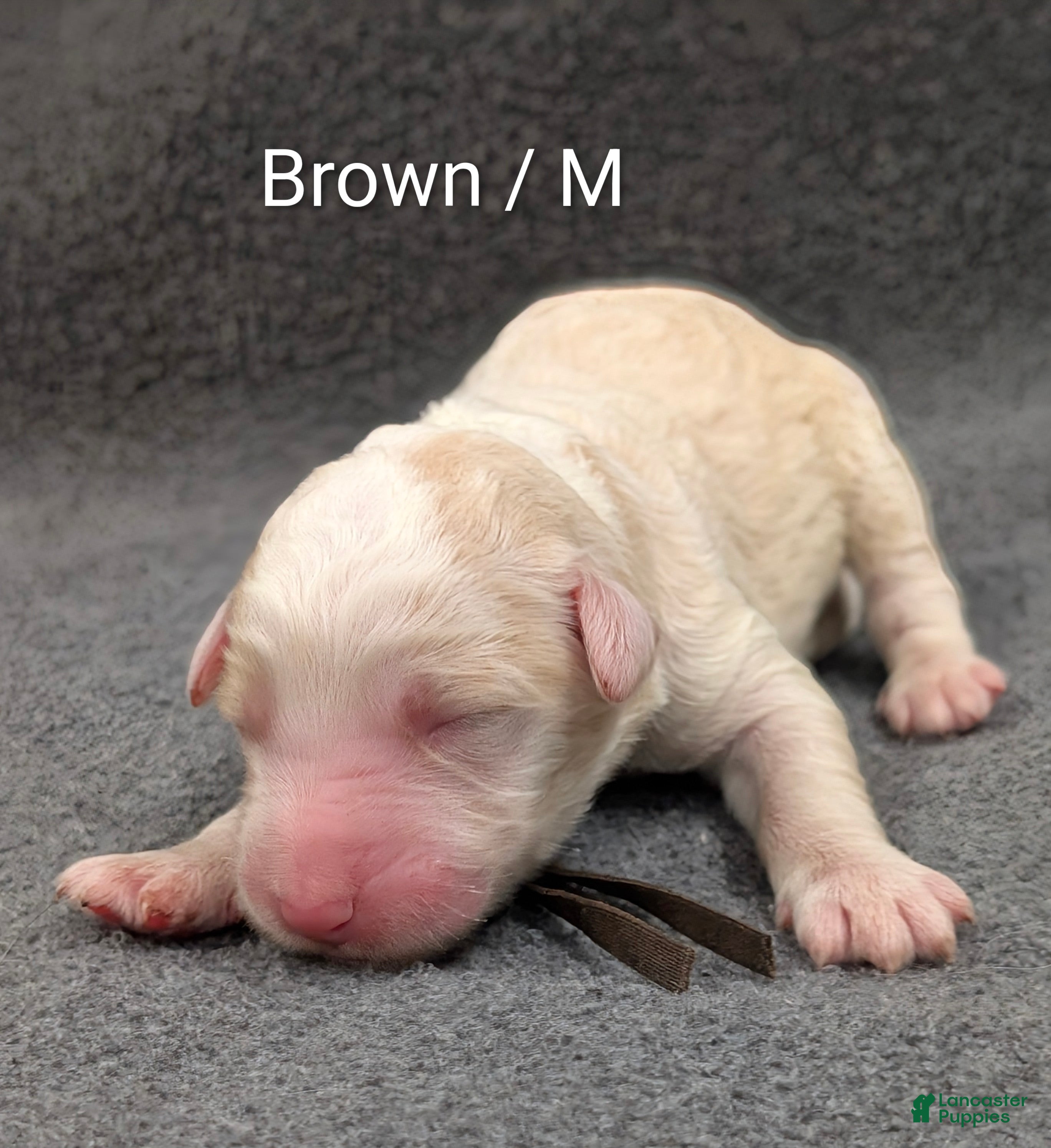 Sheepadoodle dogs Brown collar  - Ad 2