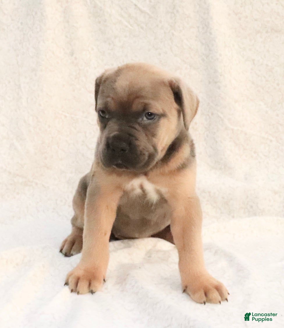 Cane Corso dogs Mino - Ad 2