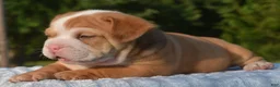 Mixed Breed dogs for sale: Tank hybrid bulldog puppy - Ad 8