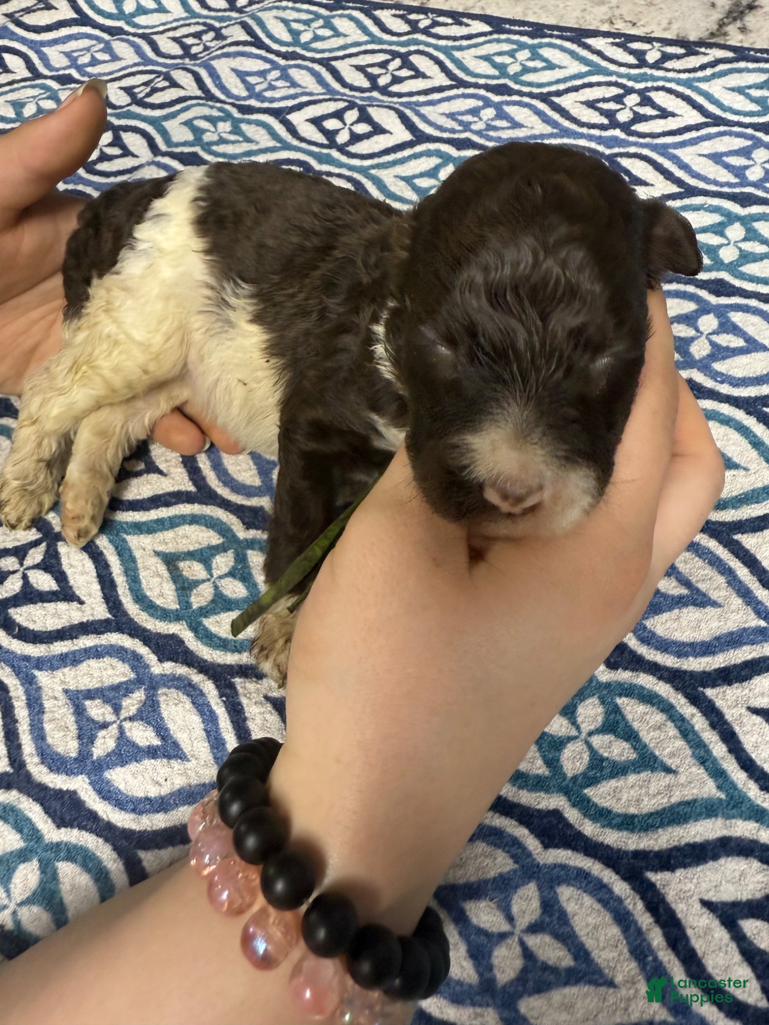 Standard Poodle dogs Standard Poodle Puppy 3 - Ad 1