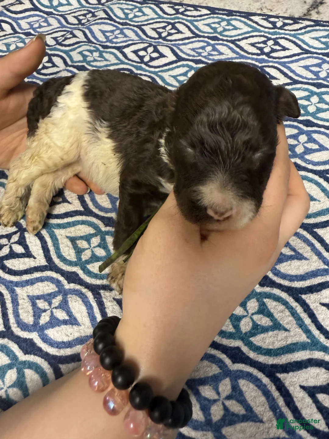 Standard Poodle dogs for sale: Standard Poodle Puppy 3 - Ad 1