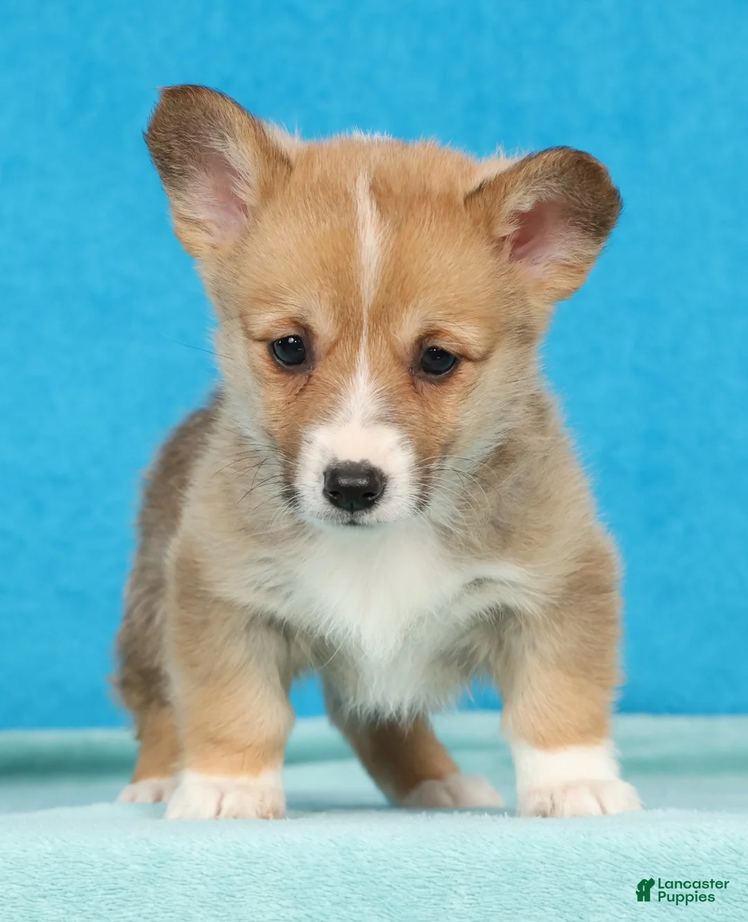 Welsh Corgi Pembroke dogs for sale: Sarah - Ad 1