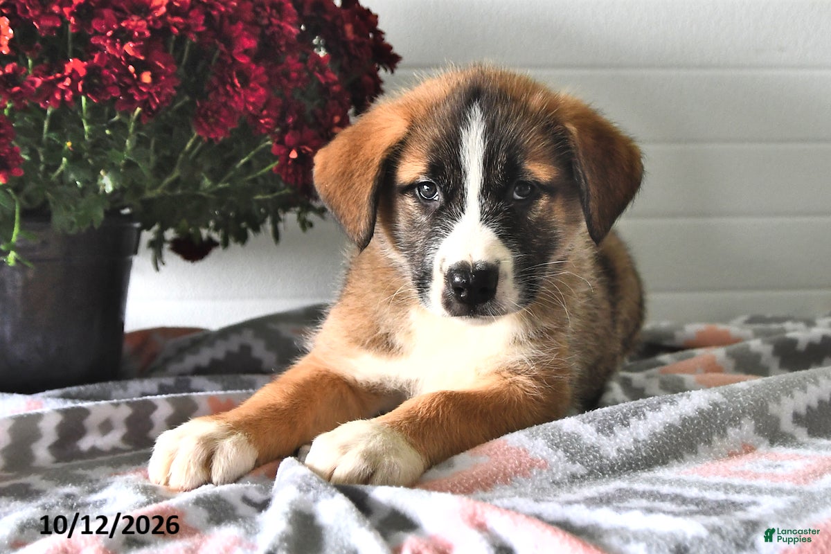Mixed Breed dogs Smokey - Ad 2