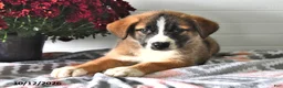 Mixed Breed dogs for sale: Smokey - Ad 2