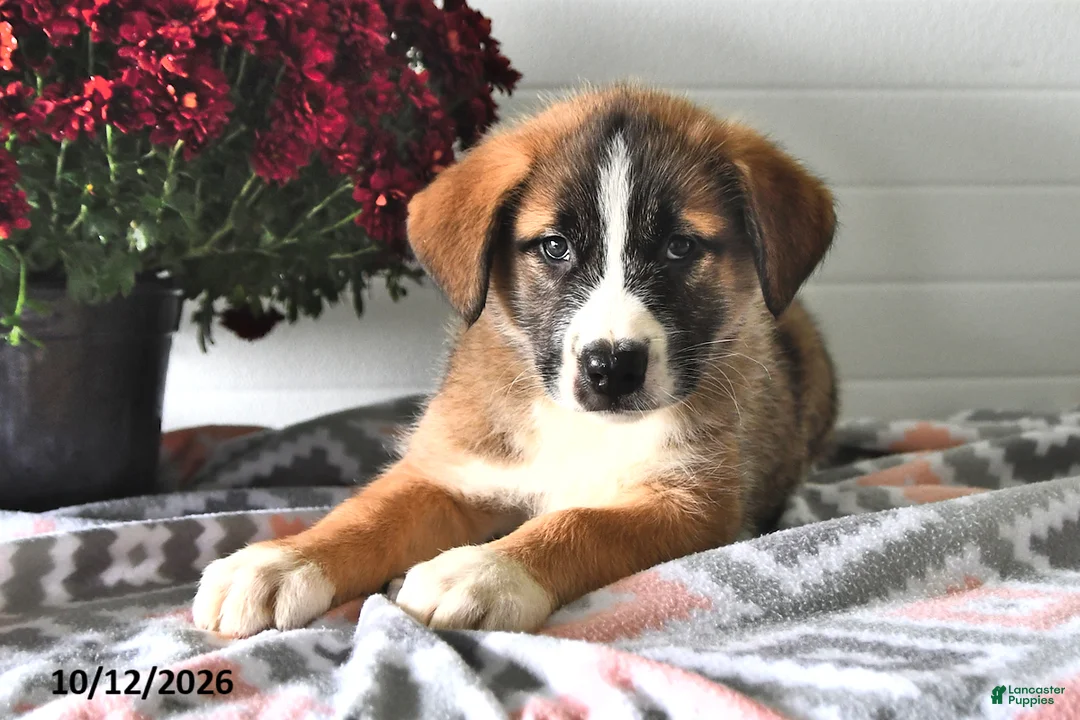 Mixed Breed dogs for sale: Smokey - Ad 2