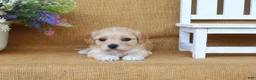Cavachon dogs for sale: Tilly - Ad 4