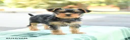 Yorkshire Terrier dogs for sale: Sugar - Ad 1