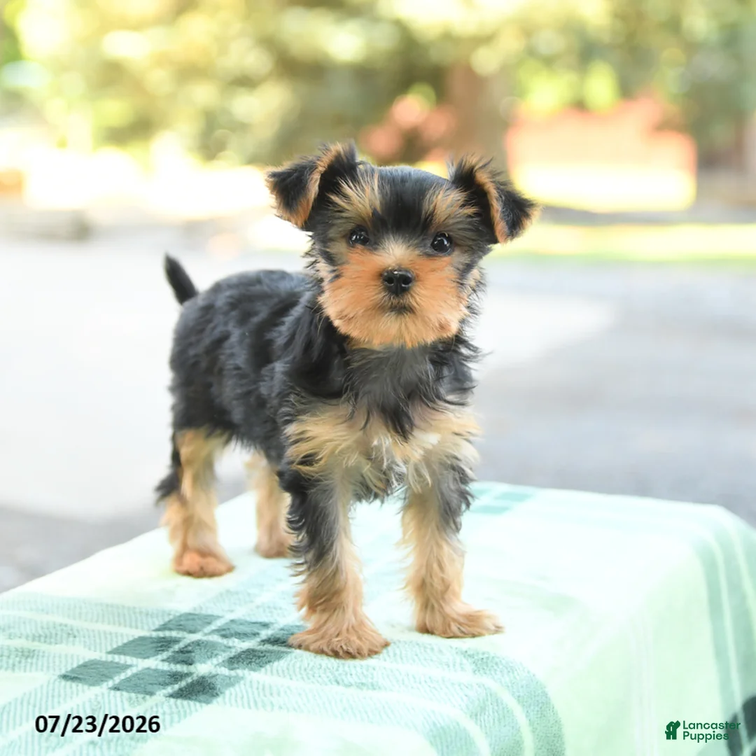 Yorkshire Terrier dogs for sale: Sugar - Ad 1