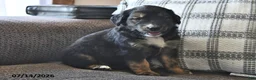 Mixed Breed dogs for sale: Troy - Ad 5